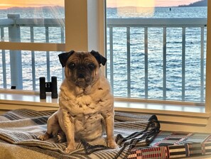 Pet Friendly Deluxe King | Pet-friendly