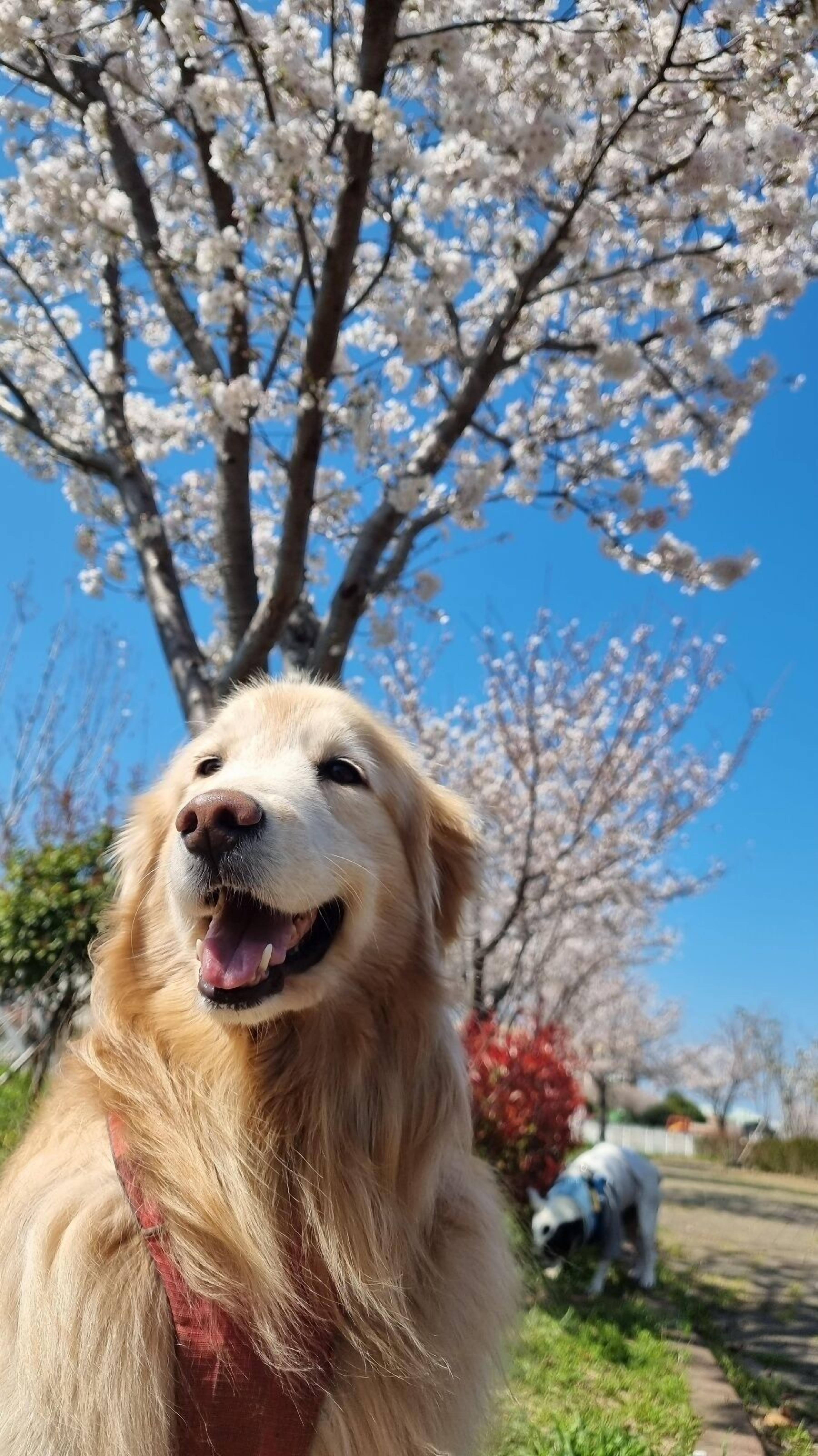 En golden retriever med ett rött halsband som står framför ett träd med vita blommor.