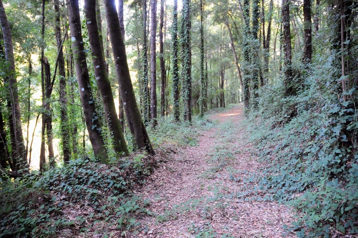 A forested path with tall trees and dense underbrush.