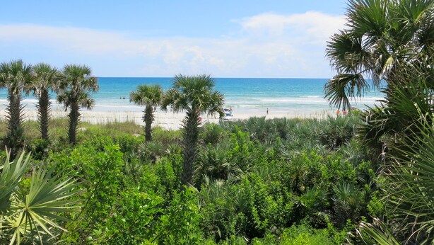A beach with palm trees and a clear view of the ocean.