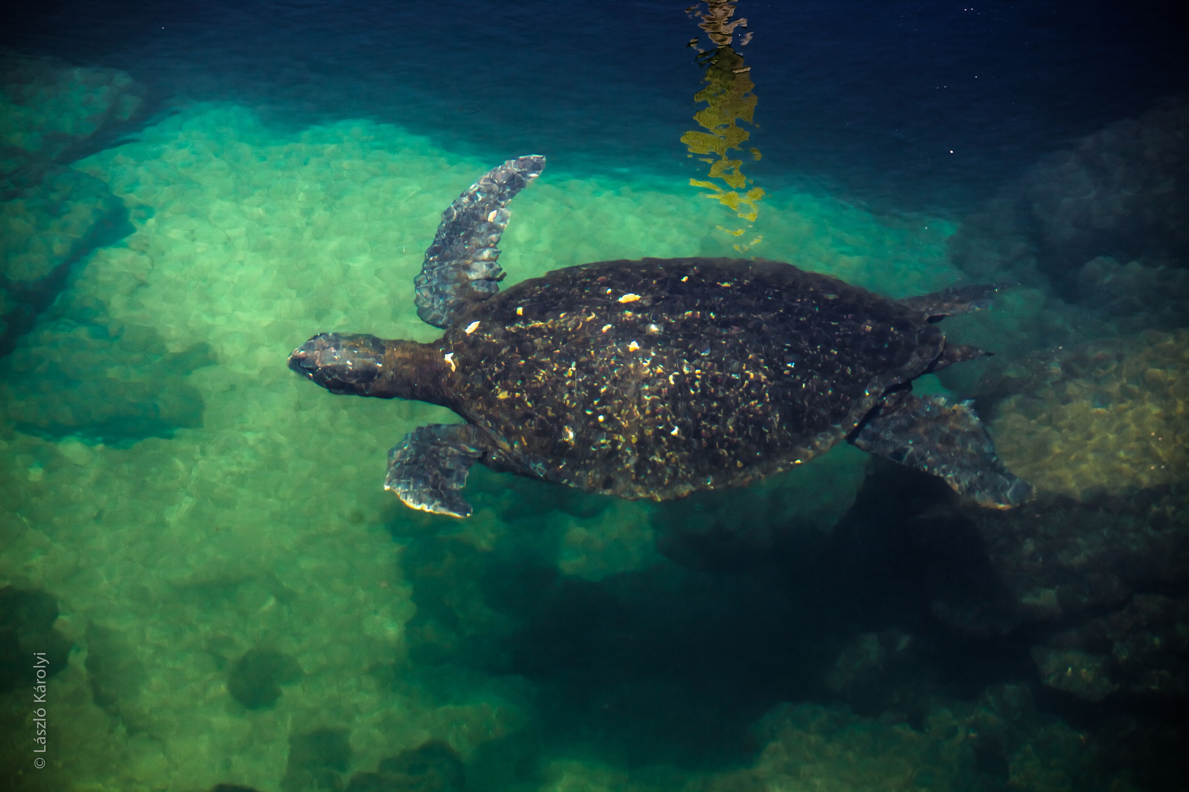 A turtle swimming in clear water.