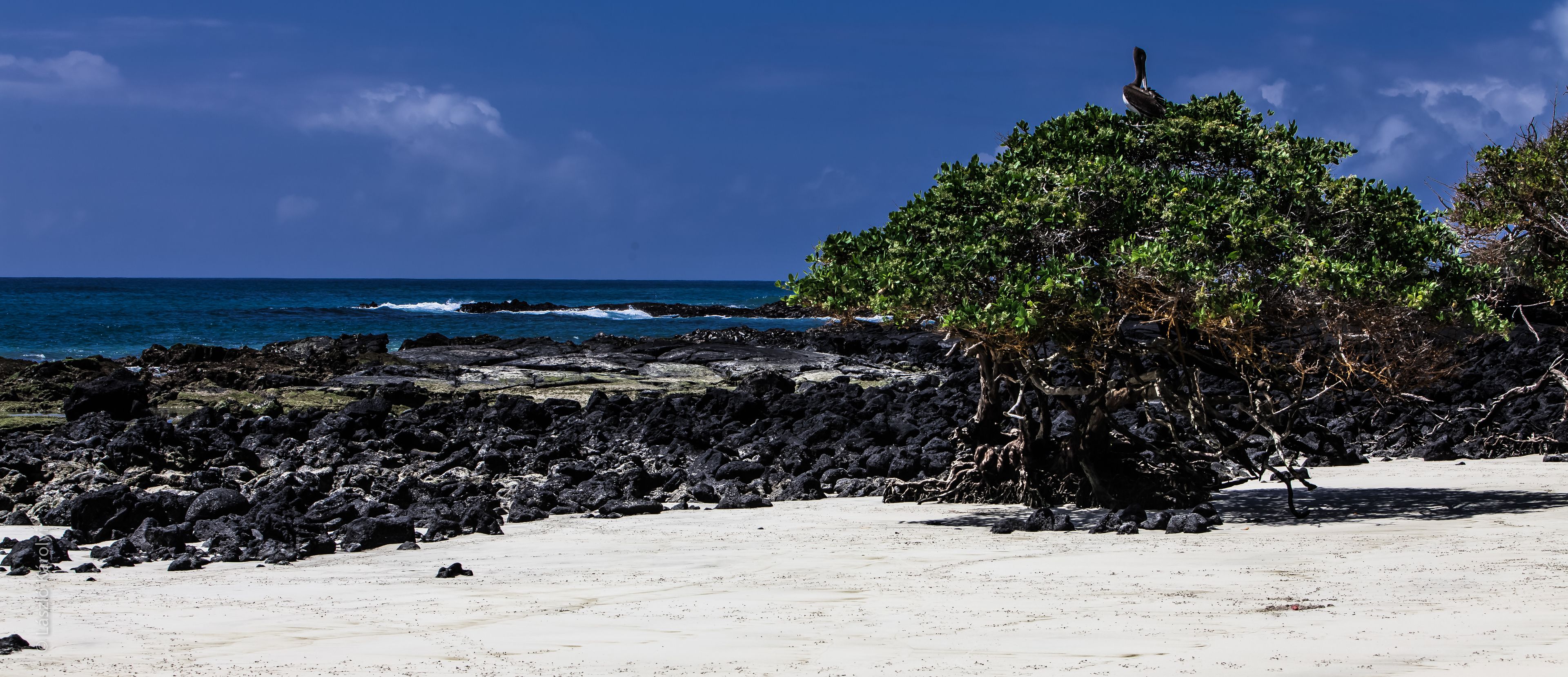 A rocky beach with a tree and ocean in the background.