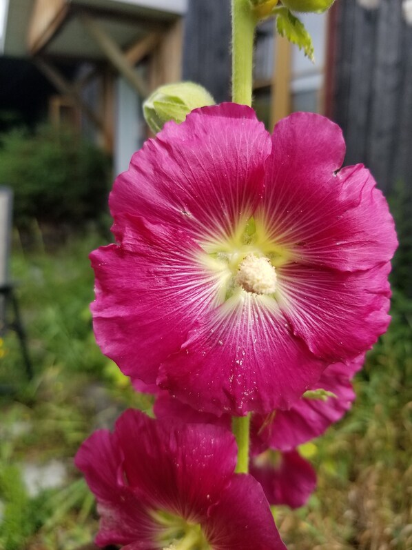 Primer plano de una flor rosa vibrante con un pistilo central destacado, sobre un fondo desenfocado de una estructura de madera y follaje.