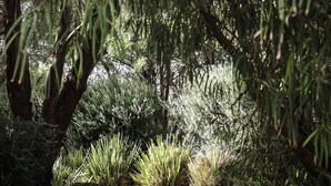 A pathway surrounded by dense foliage and trees, leading to a shaded area. - Anchors Beach House (Port Campbell)