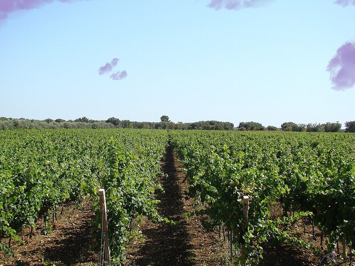 Un vigneto con file di vite sotto un cielo sereno.