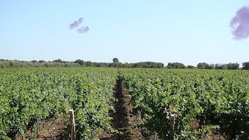 Un vigneto con file di vite sotto un cielo sereno.