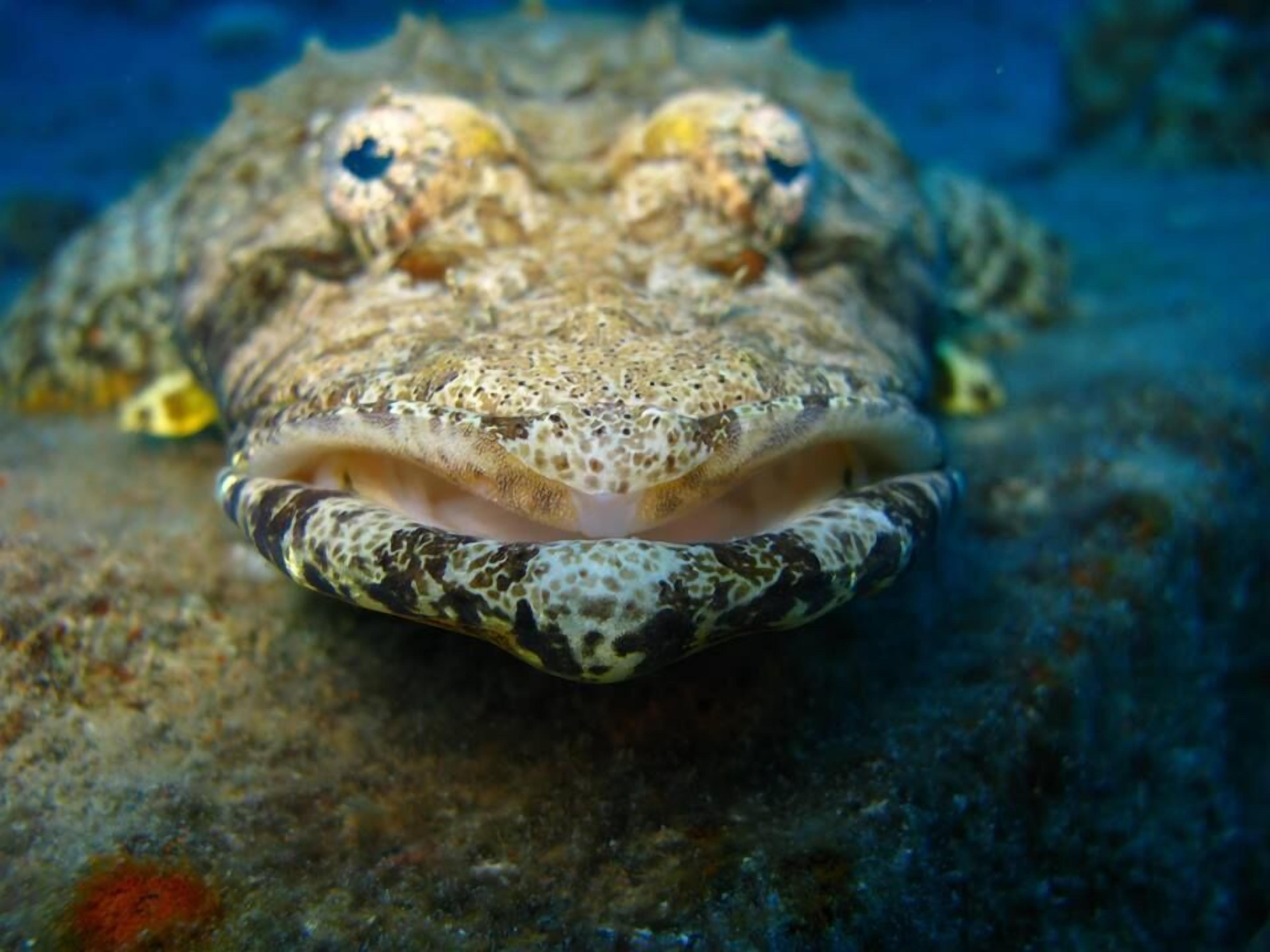 A close-up of a fish with a speckled pattern on its head and body, resting on a rocky surface.