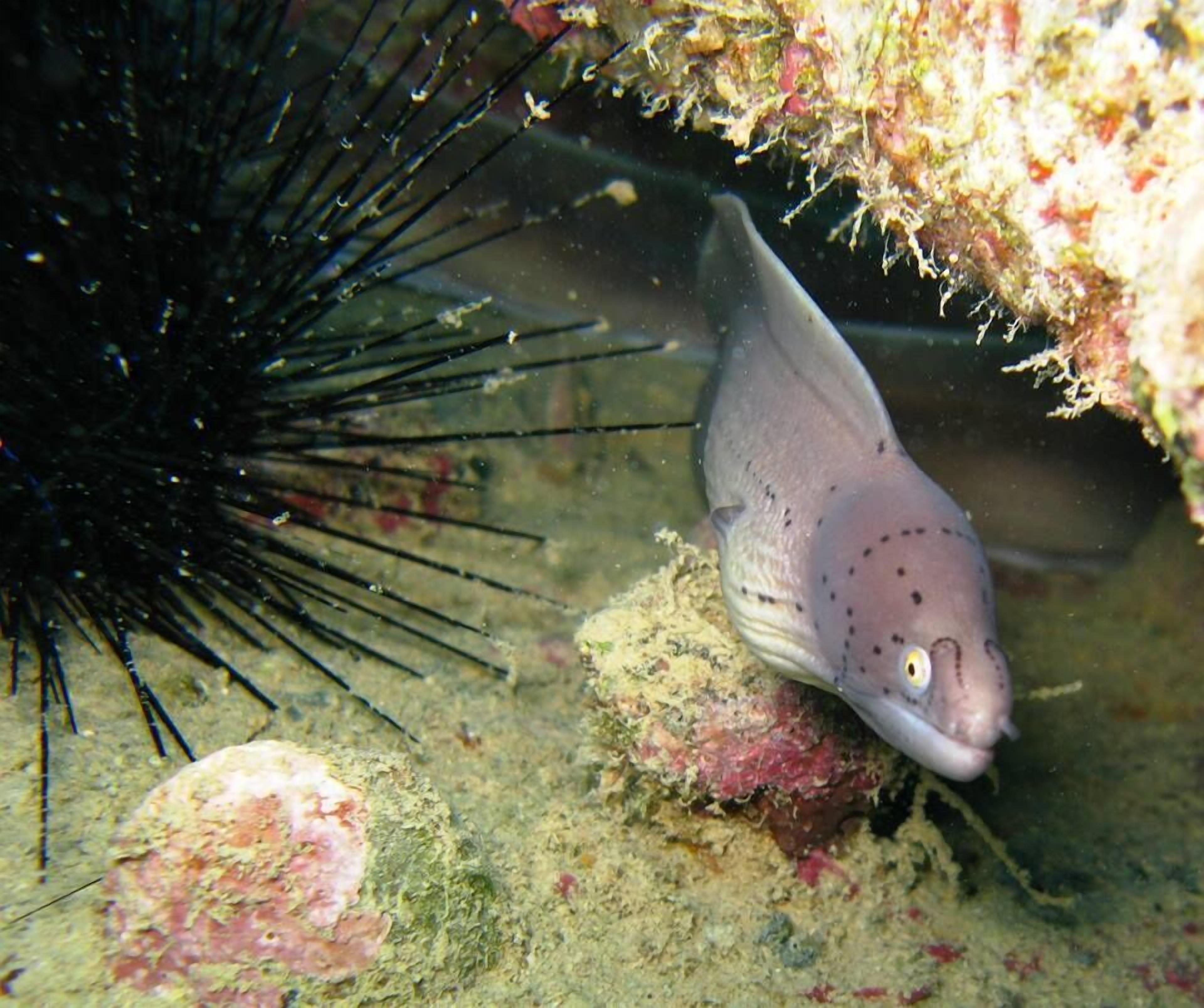 A fish near a coral reef with a rocky surface.