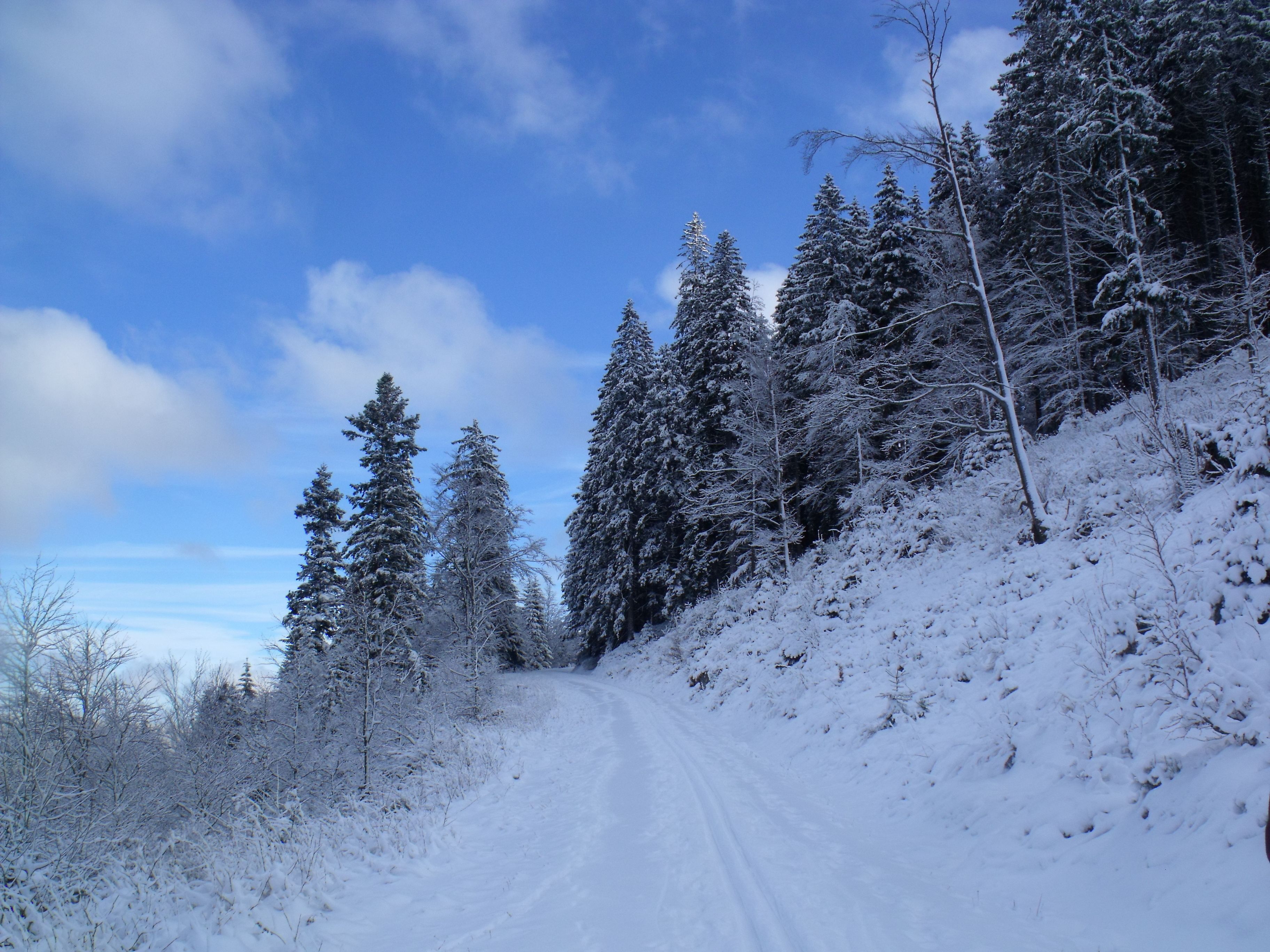 A snow-covered forest trail with dense evergreen trees.