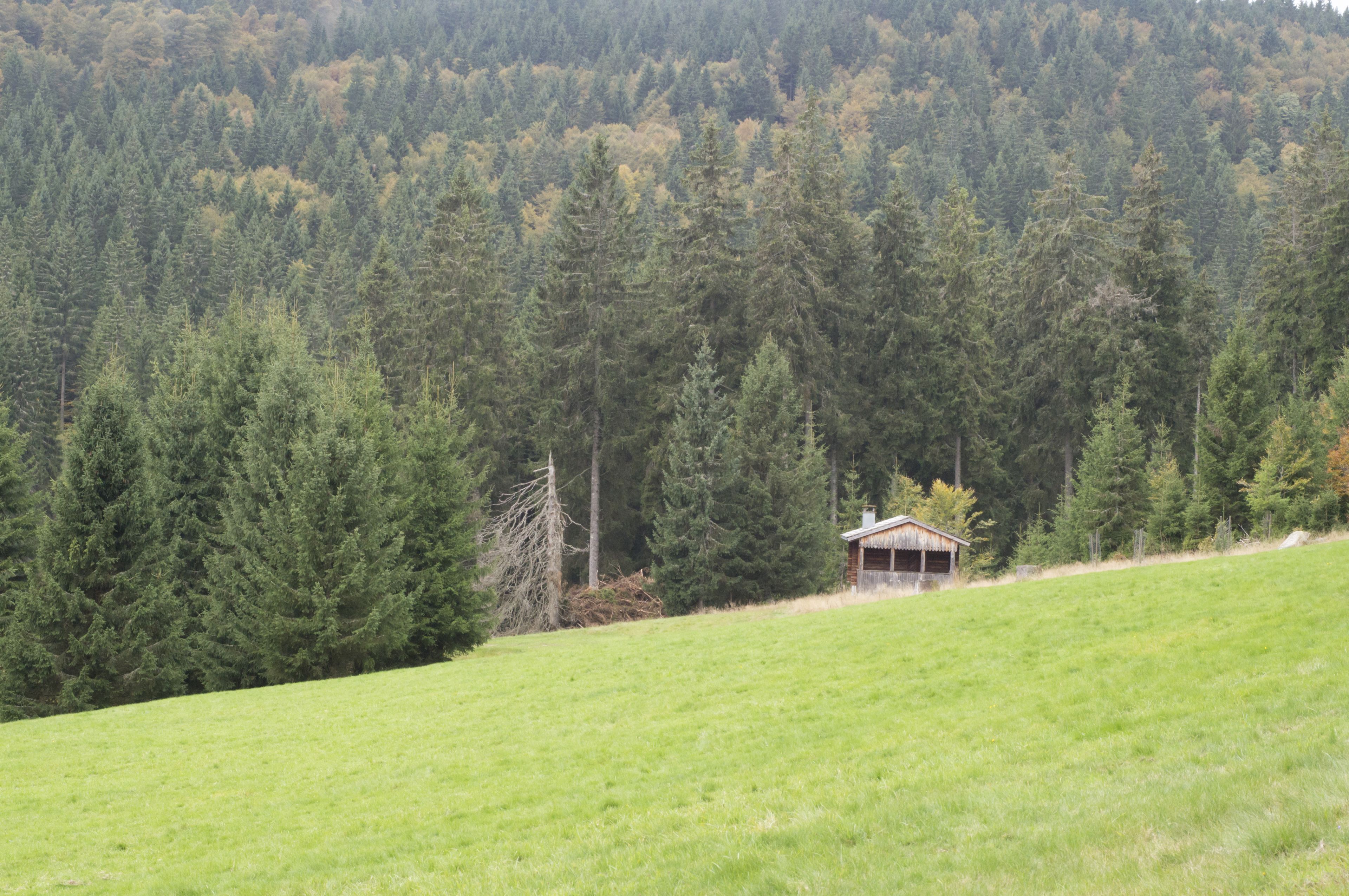 Paesaggio rurale con una piccola baita circondata da una fitta foresta.