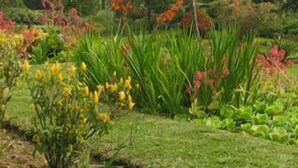A garden with various plants and flowers. - Forres Park Resort & Spa (Mavis Bank)