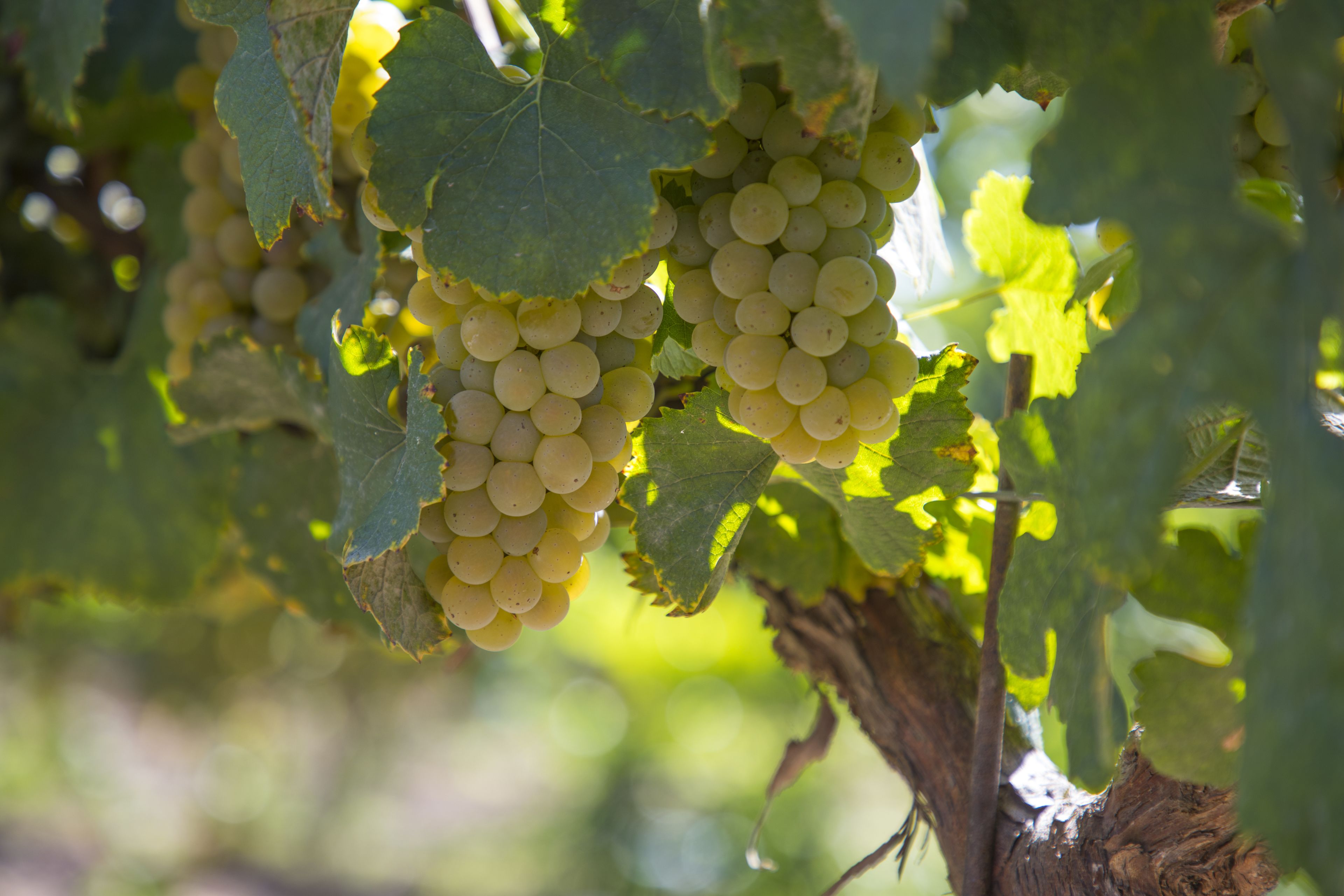 Photo - Carter Estate Winery and Resort