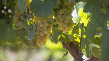 Racimos de uvas verdes colgadas de una vid.