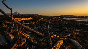 A beach with driftwood and a mountain in the background. - New Plymouth Top 10 Holiday Park (New Plymouth)