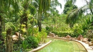 A lush garden with a curved water feature surrounded by tropical plants and rocks.