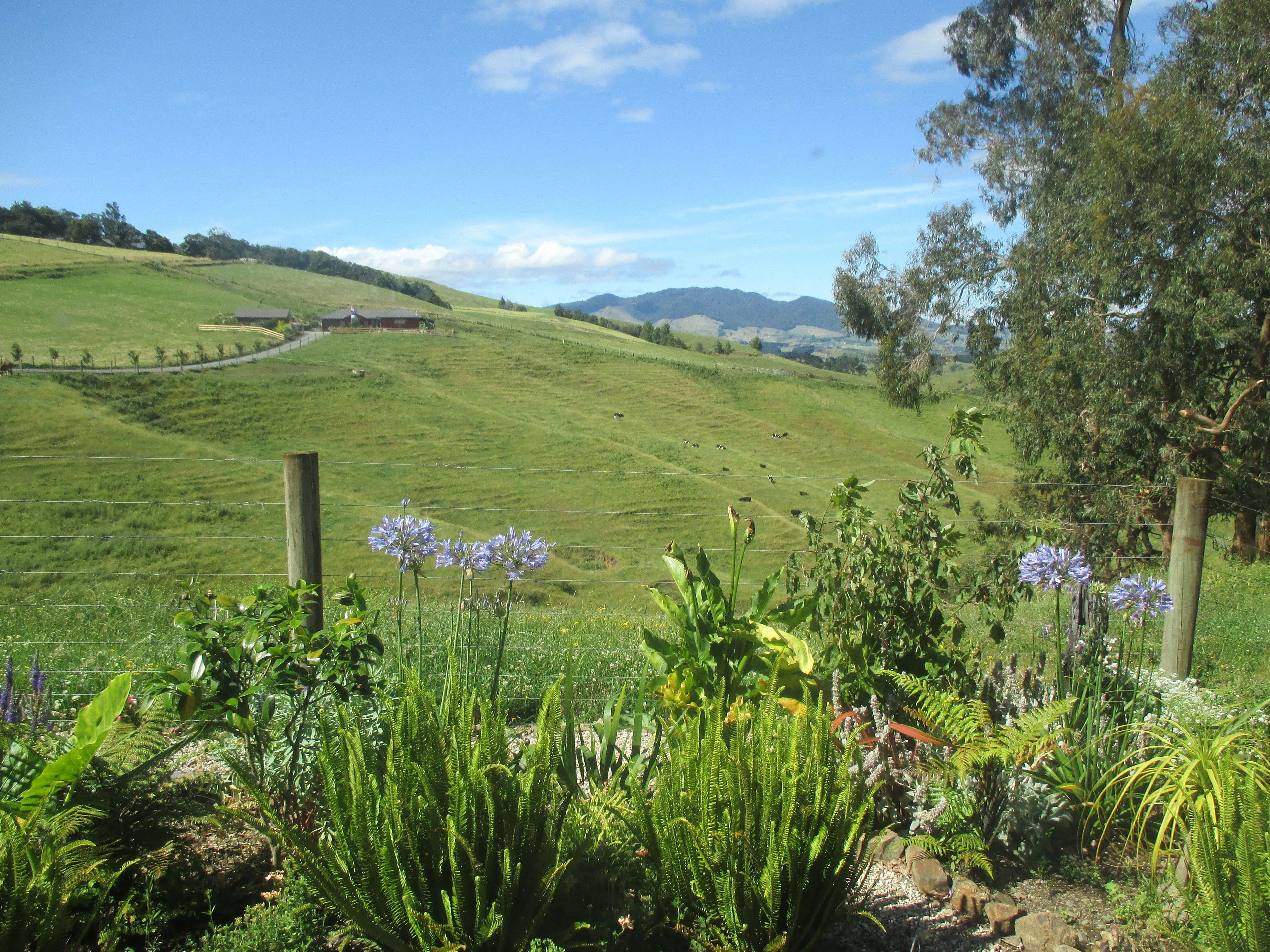 A rural landscape with rolling hills, a fenced field, and a variety of vegetation including ferns and flowering plants.