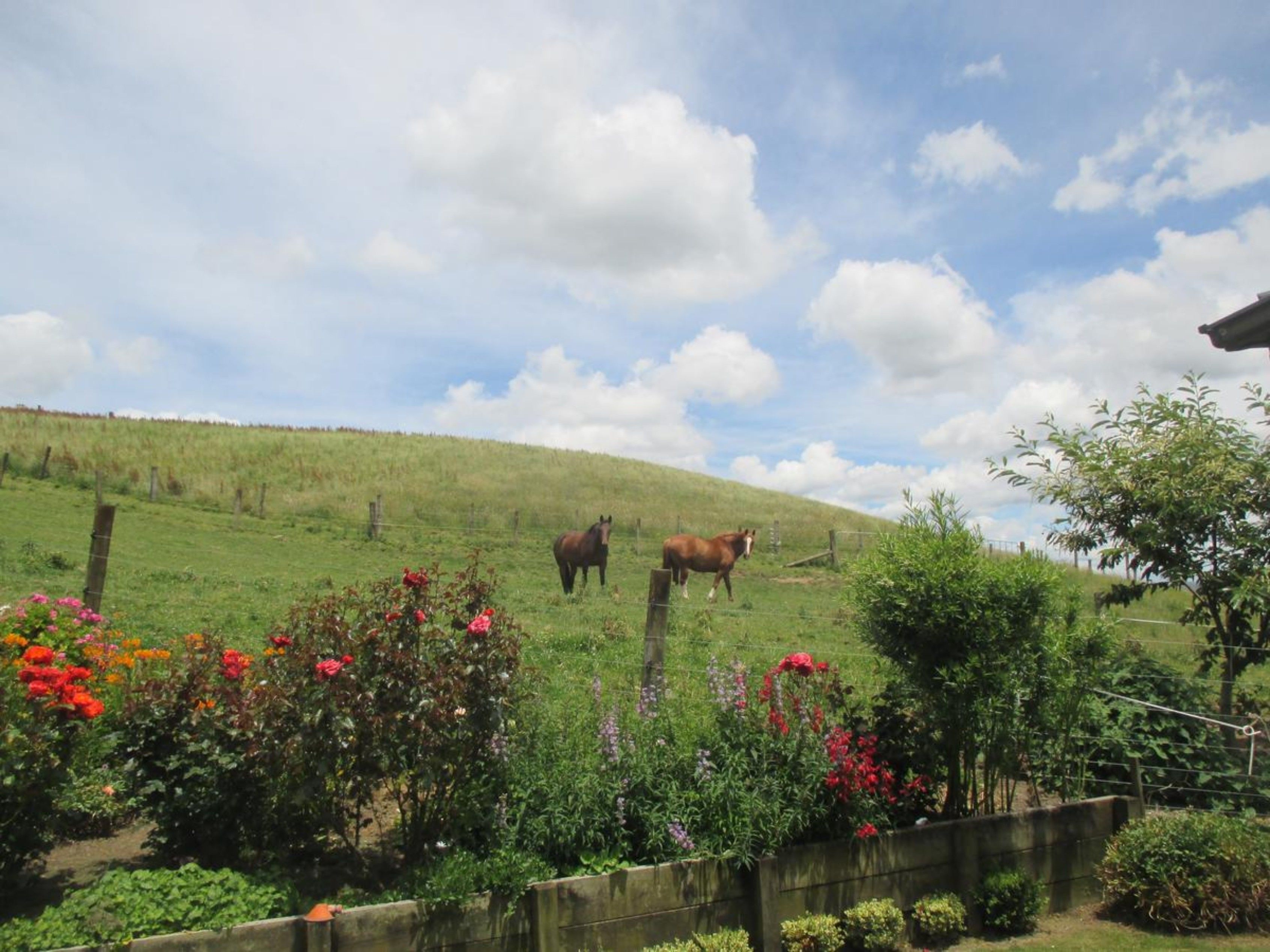 Paisaje rural con dos caballos pastando en una colina cubierta de pasto, rodeado de plantas en flor y una cerca de madera.