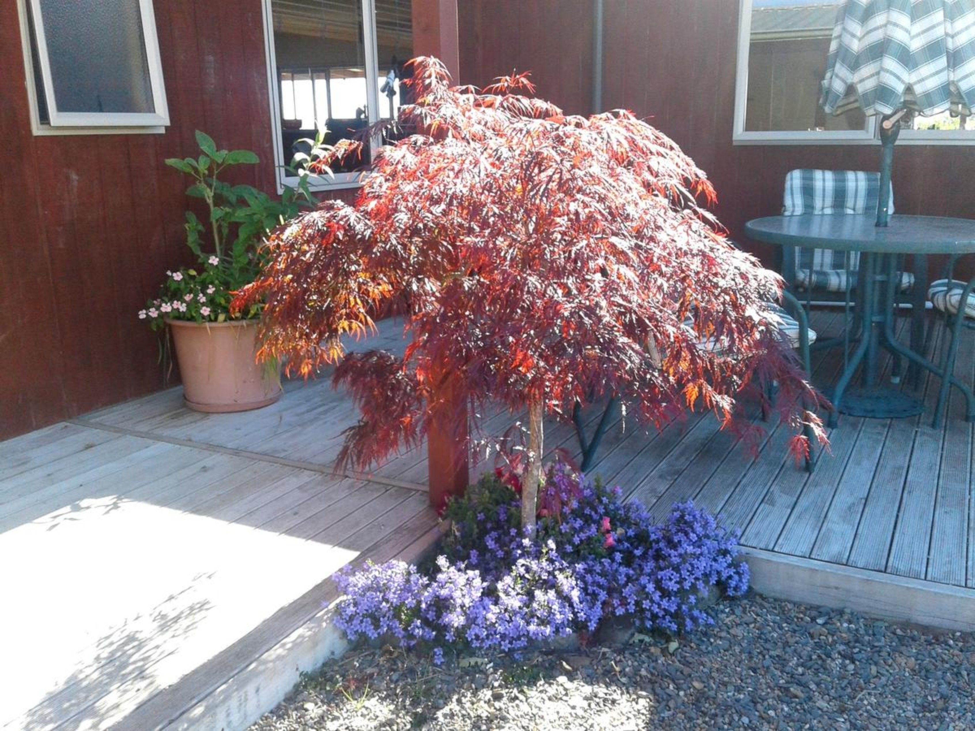 Eine Holzterrasse mit einem Blumentopf und einem kleinen Baum mit roten Blättern.