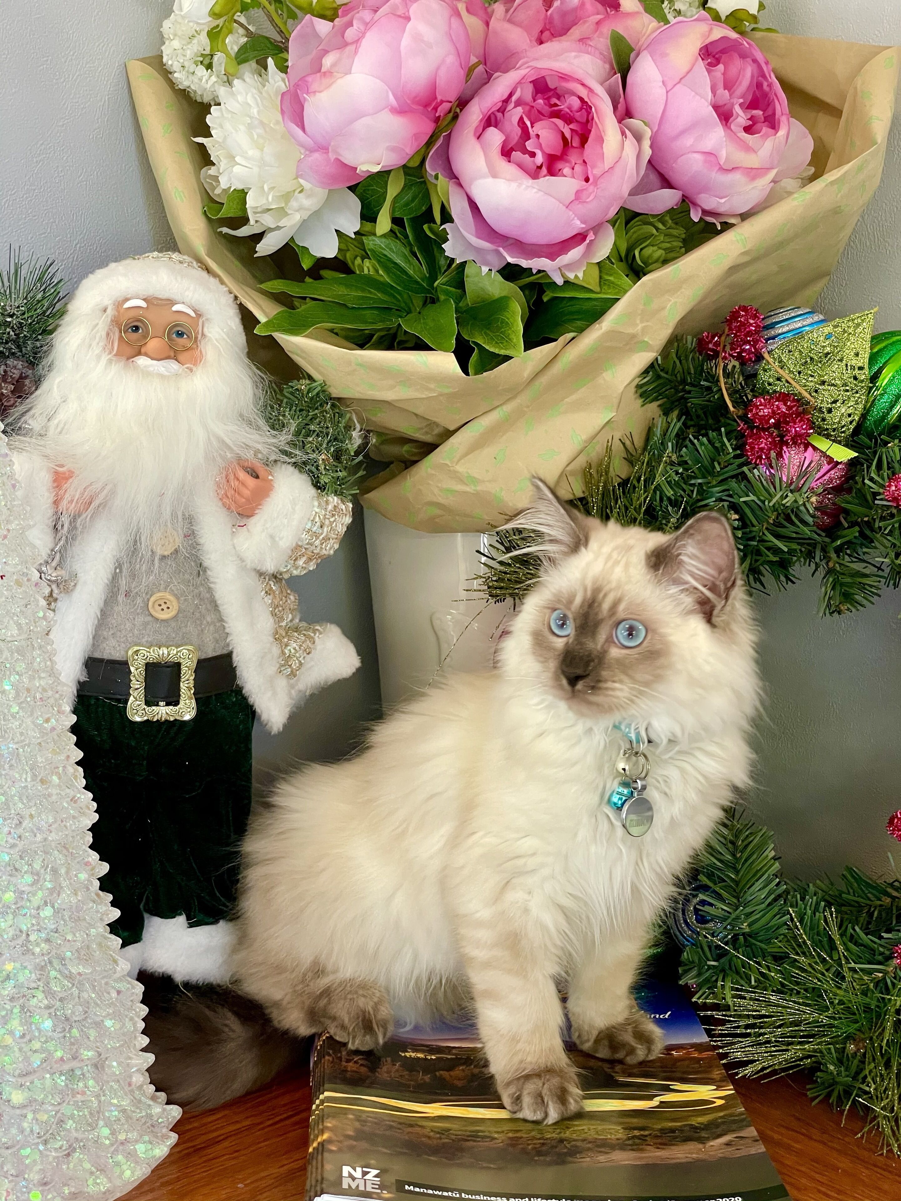 Ein Plüschtier, das den Weihnachtsmann und eine Katze zeigt, sitzen auf einem Karton.