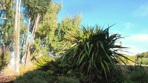 Un jardín con árboles altos y una variedad de plantas.