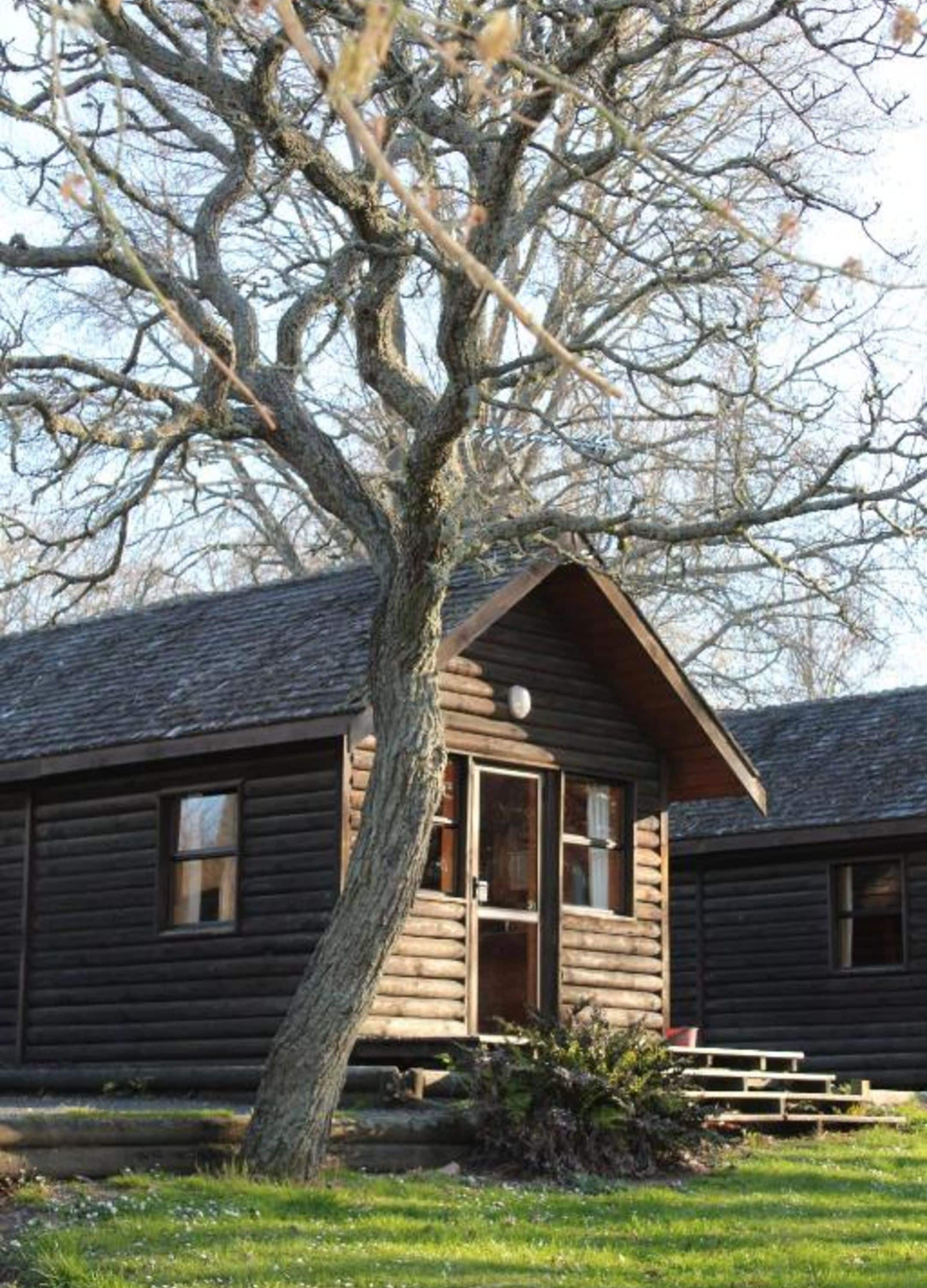 A log cabin with a prominent tree in front, a front door, and a small porch area.