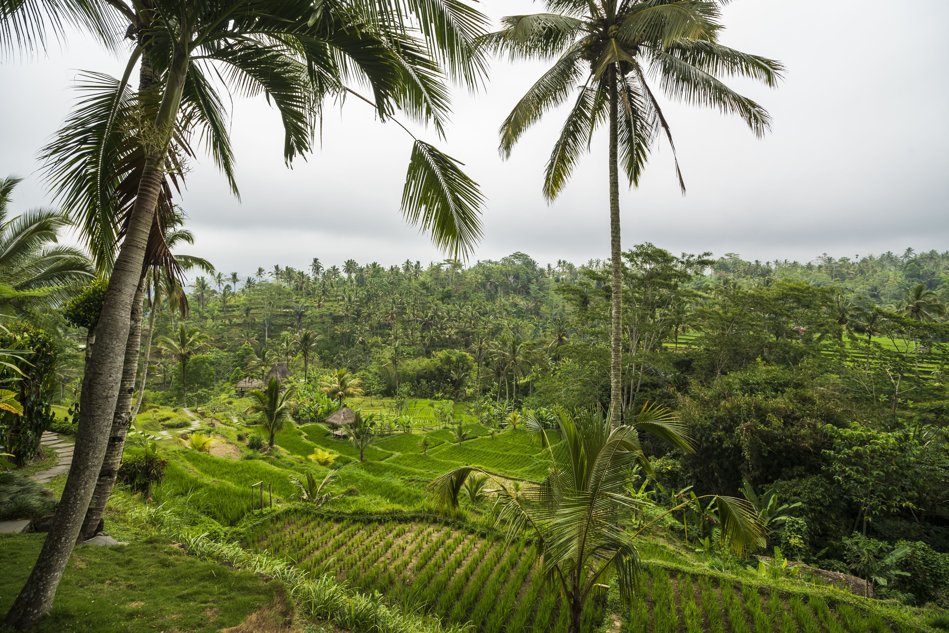 A lush green landscape with palm trees and terraced fields.