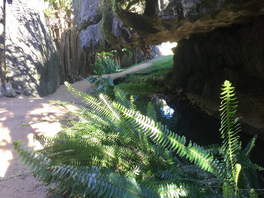 A natural cave entrance with a sandy path leading into it, surrounded by ferns and greenery.