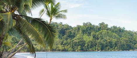 Una spiaggia con palme, un'amaca e una collina ricoperta di alberi sullo sfondo.
