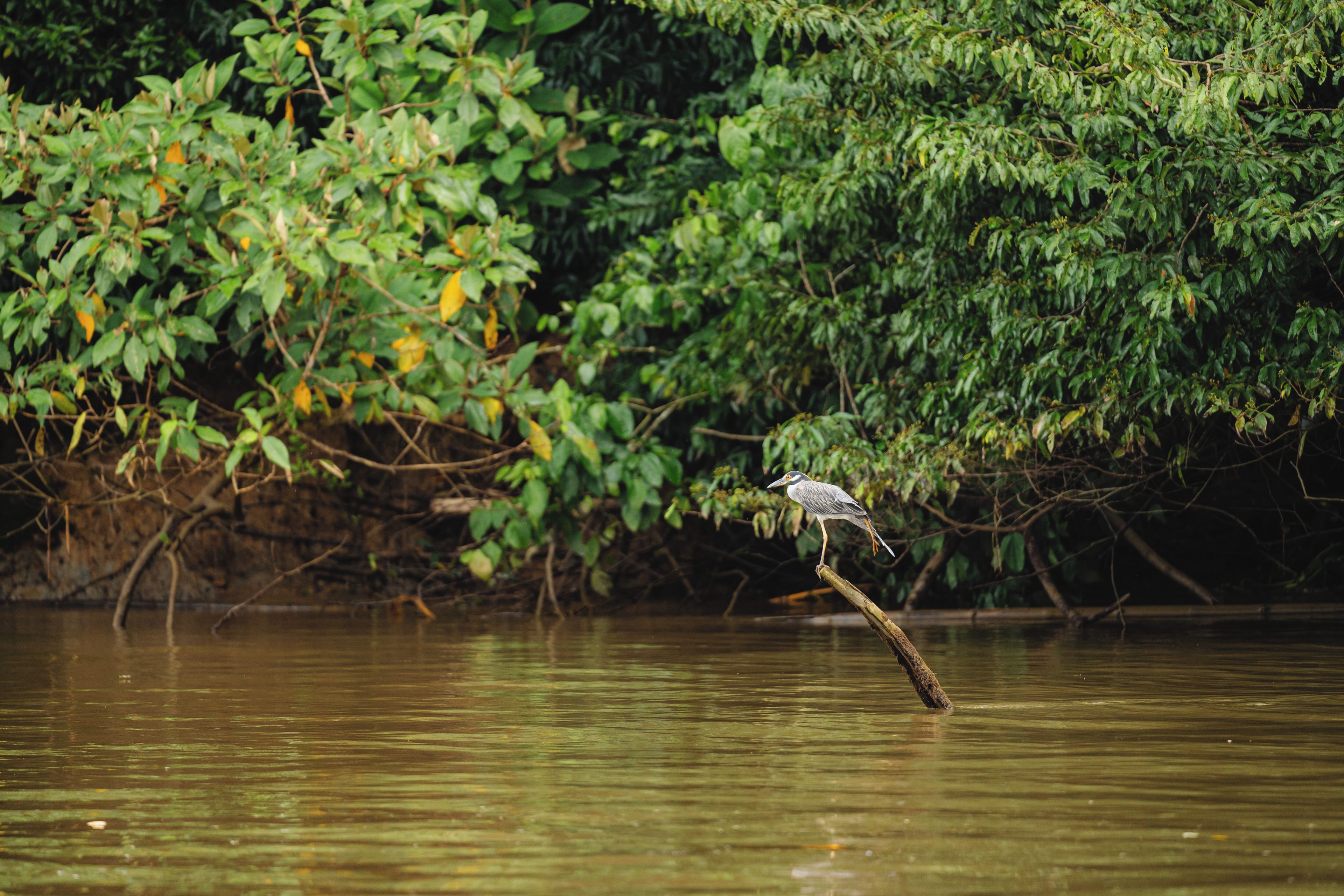Un oiseau perché sur une branche au-dessus de l’eau, avec un feuillage dense en arrière-plan.