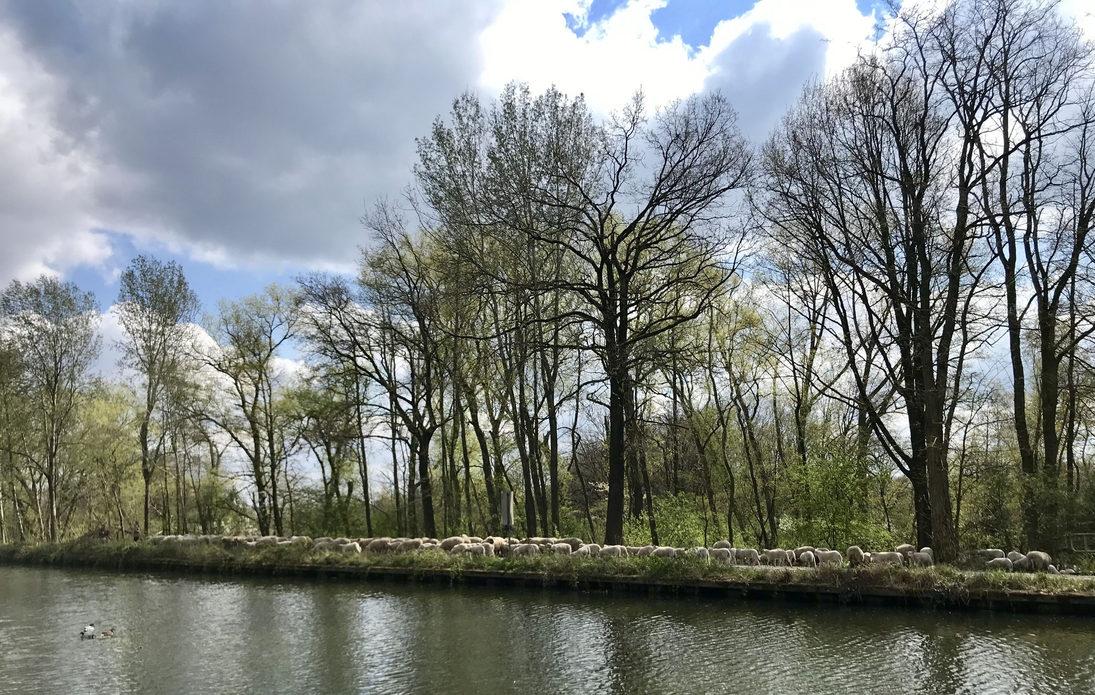 A river with a flock of sheep grazing near the water's edge, surrounded by trees and a partly cloudy sky.