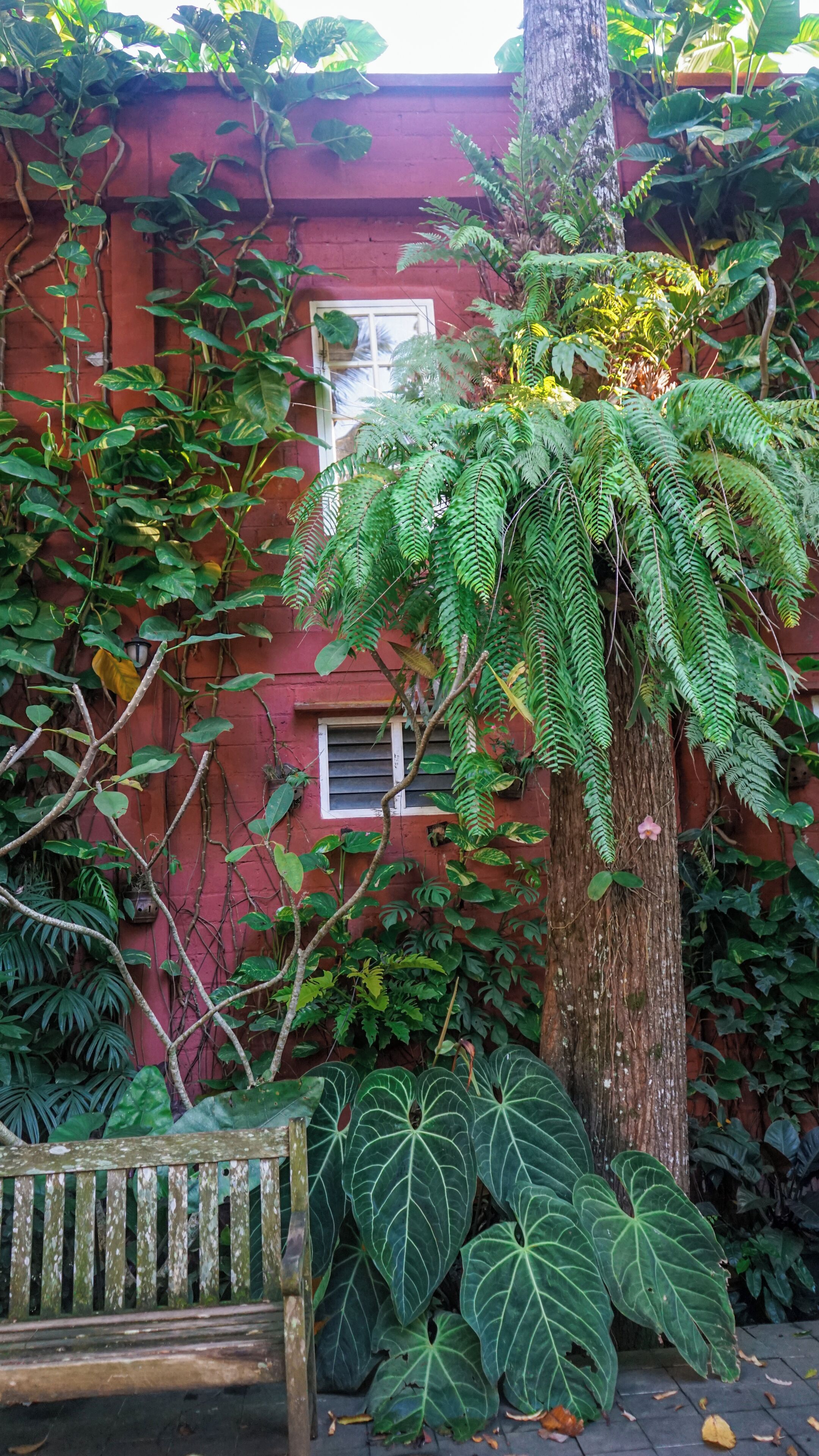 A red building with a large tree in front, surrounded by various green plants and a wooden bench.