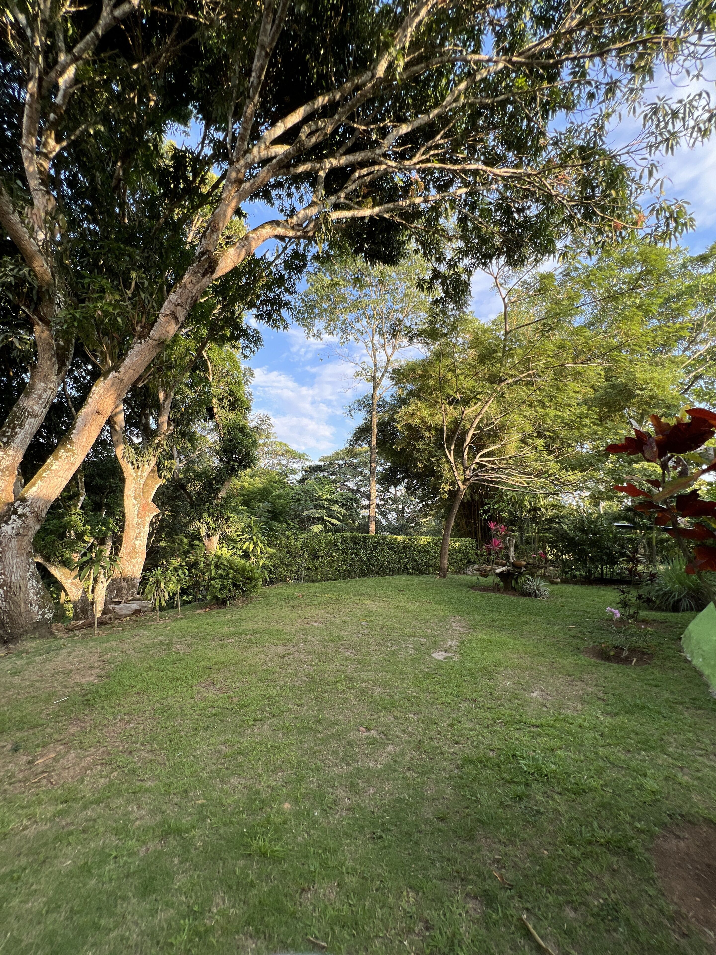 A well-maintained garden with a variety of trees and shrubs, a grassy lawn, and a small pond.