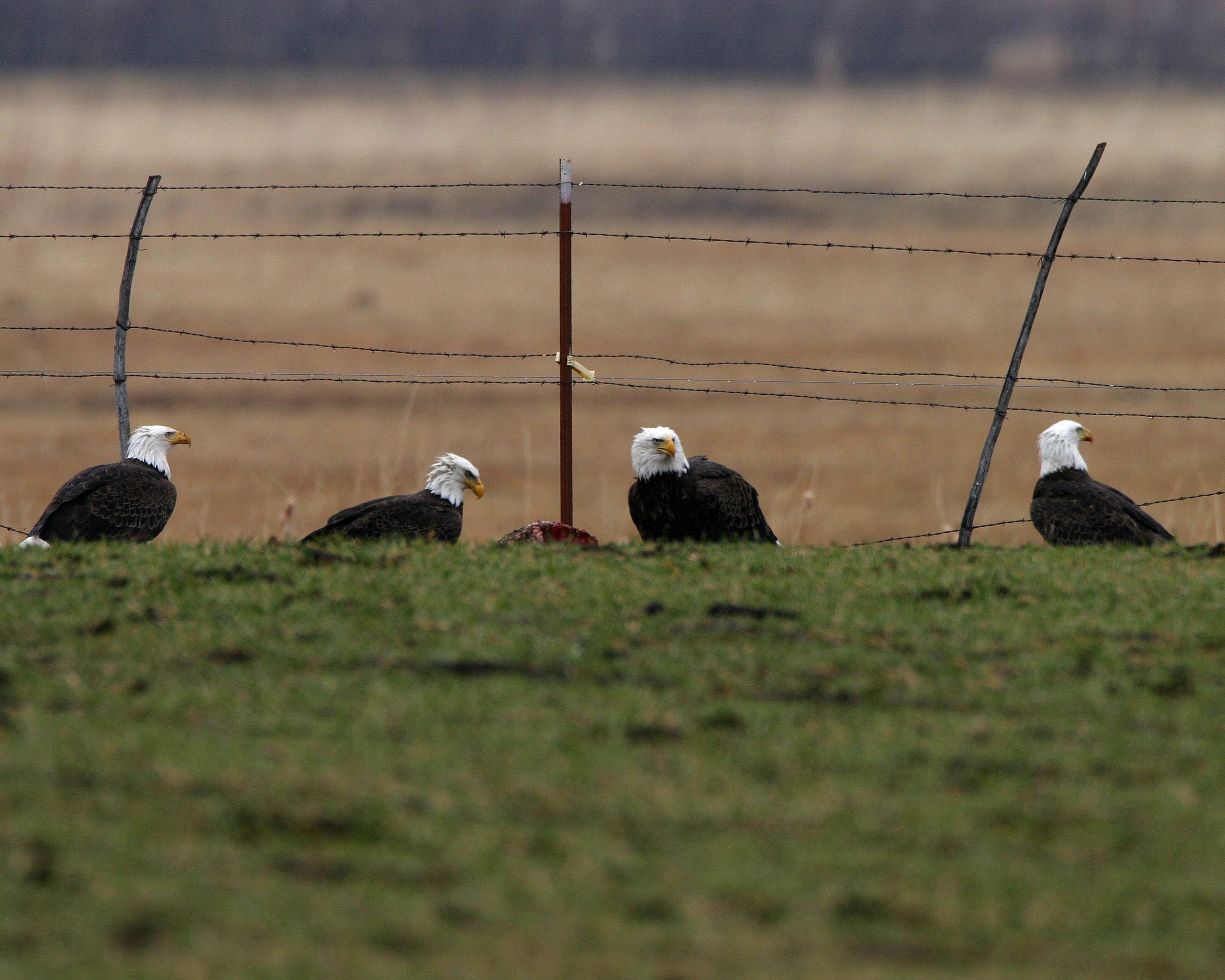 Four bald eagles perched on a barbed wire fence in a grassy field.