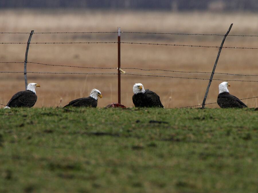 Four bald eagles perched on a barbed wire fence in a grassy field.