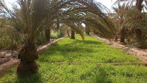 حديقة