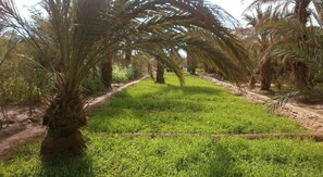 Garden - Kasbah sable dor (Taouz)