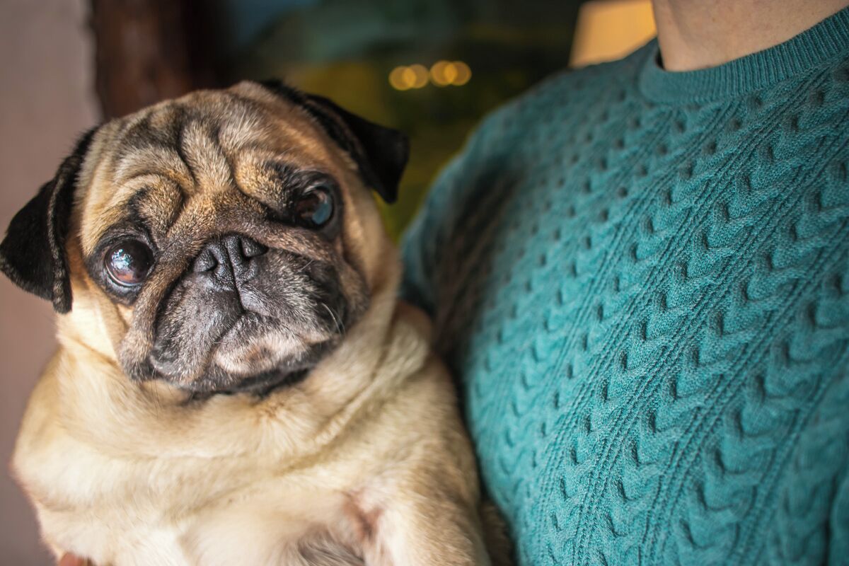 A person holding a pug dog.
