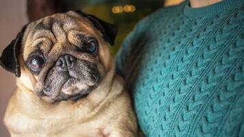 A person holding a pug dog.
