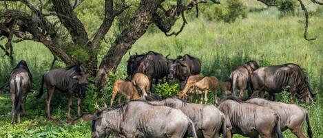 A group of wildebeests grazing in a grassy area with trees.