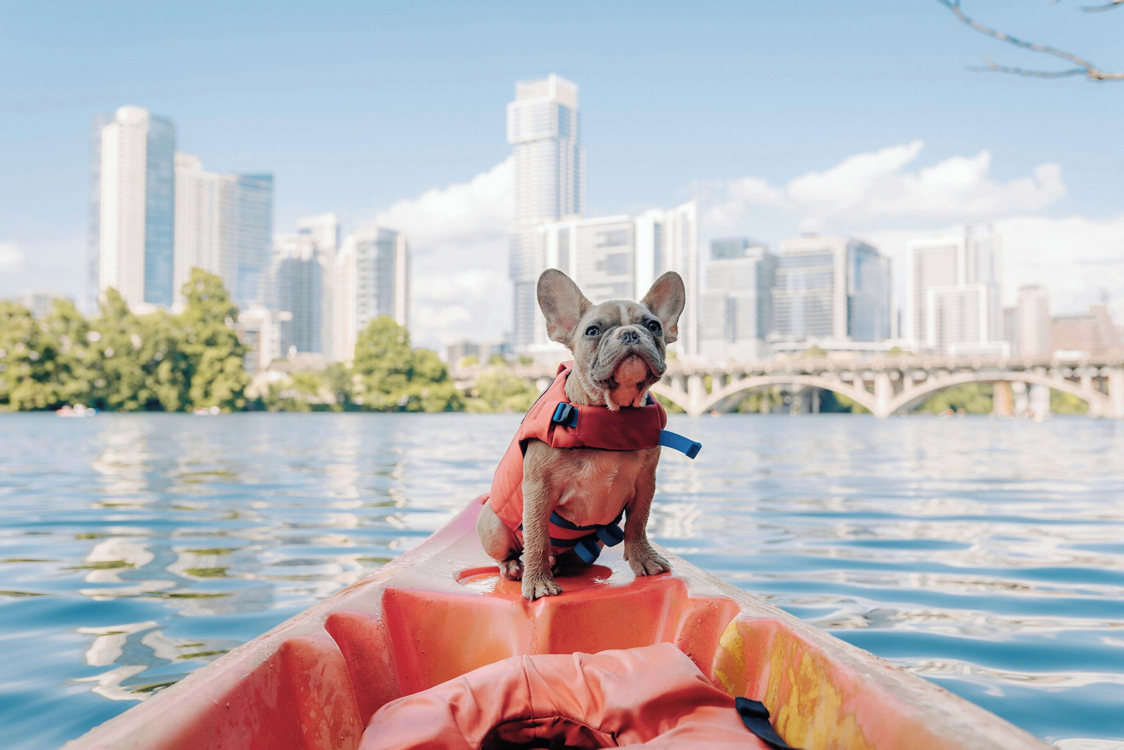 A dog in a kayak on a river with a city skyline in the background.