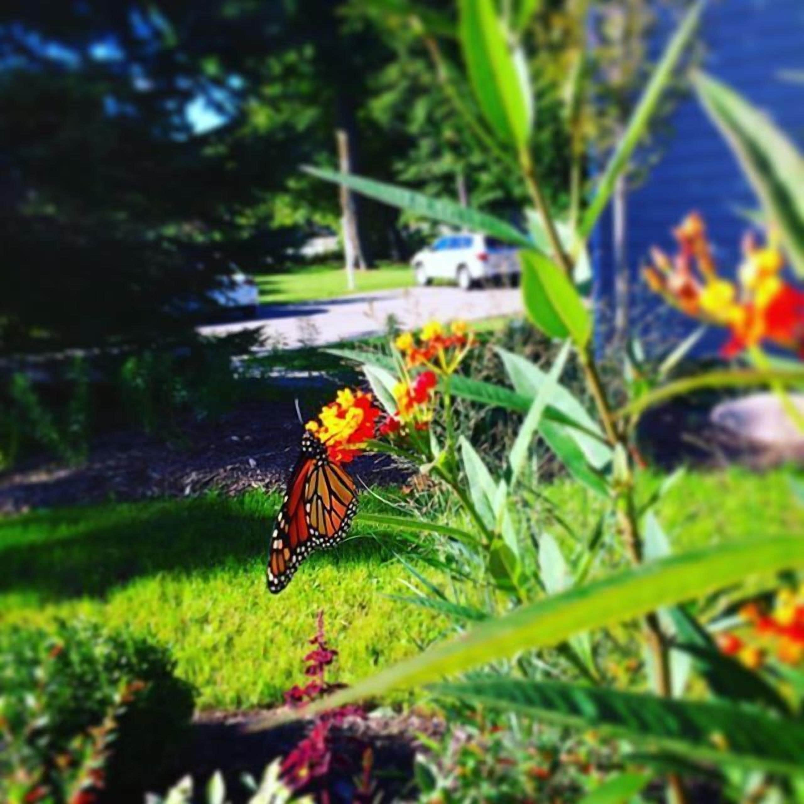 A butterfly on a flower, a car in the background, and greenery.