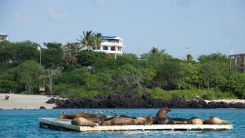 Playa en los alrededores, playa de arena blanca y toallas de playa