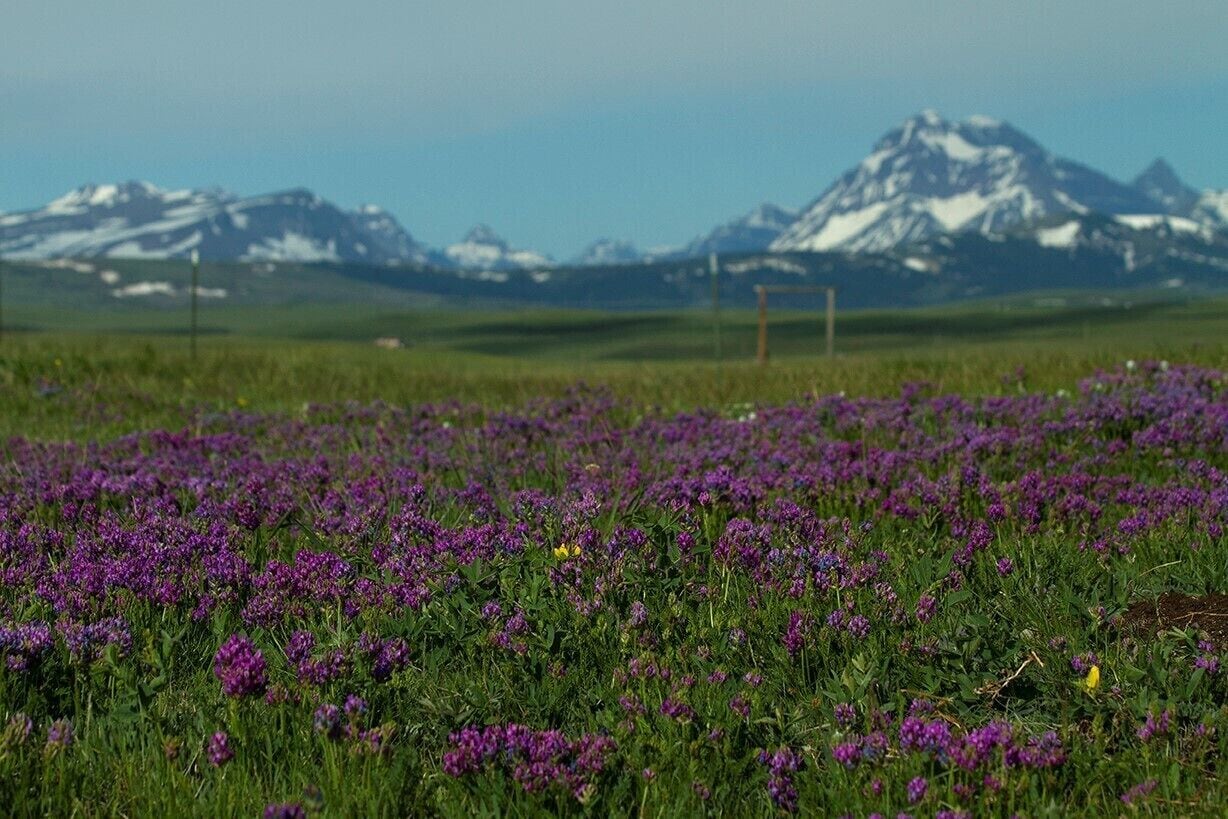 A field of purple flowers with a mountain range in the background.