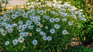 A residential street with houses, a sidewalk, and a field of daisies. - Brookside Inn Boutique Hotel (Abbotsford)