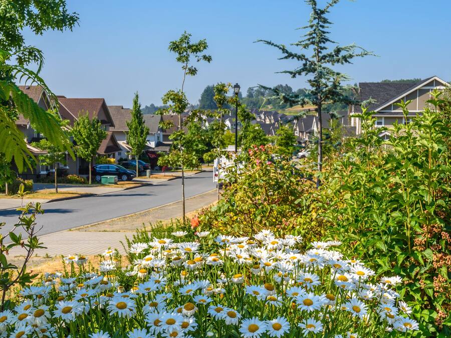 Una calle residencial con casas, aceras y un campo de margaritas.