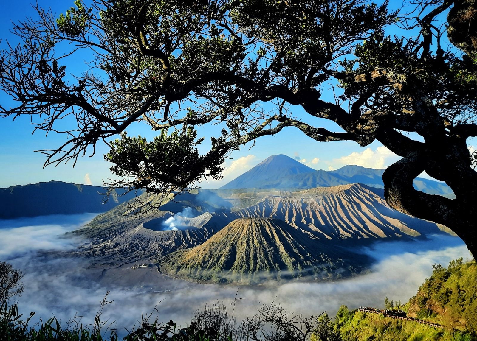 A mountainous landscape with a prominent volcano, a tree in the foreground, and a road winding through the terrain.