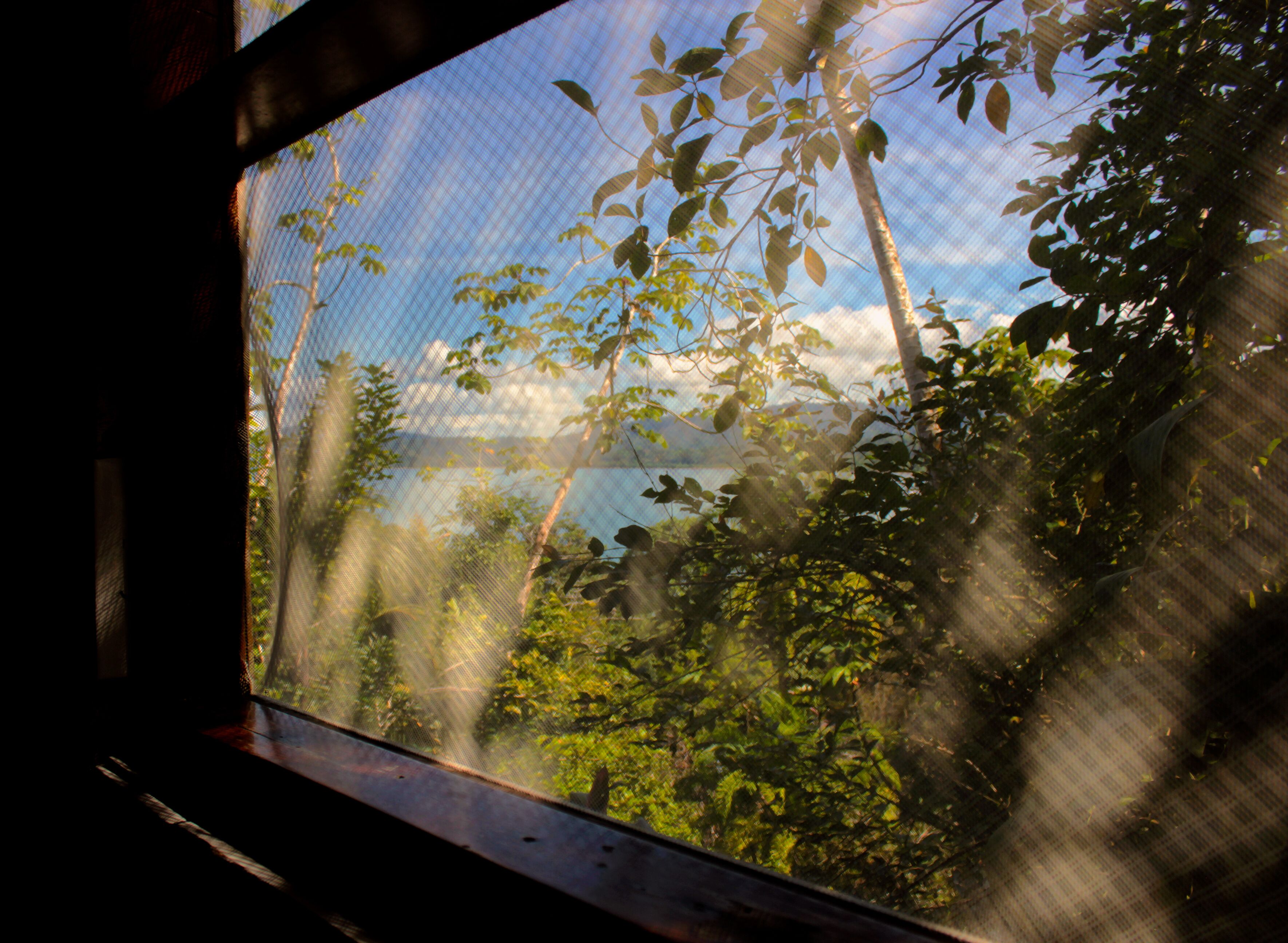 A window with a view of dense foliage and a distant body of water.