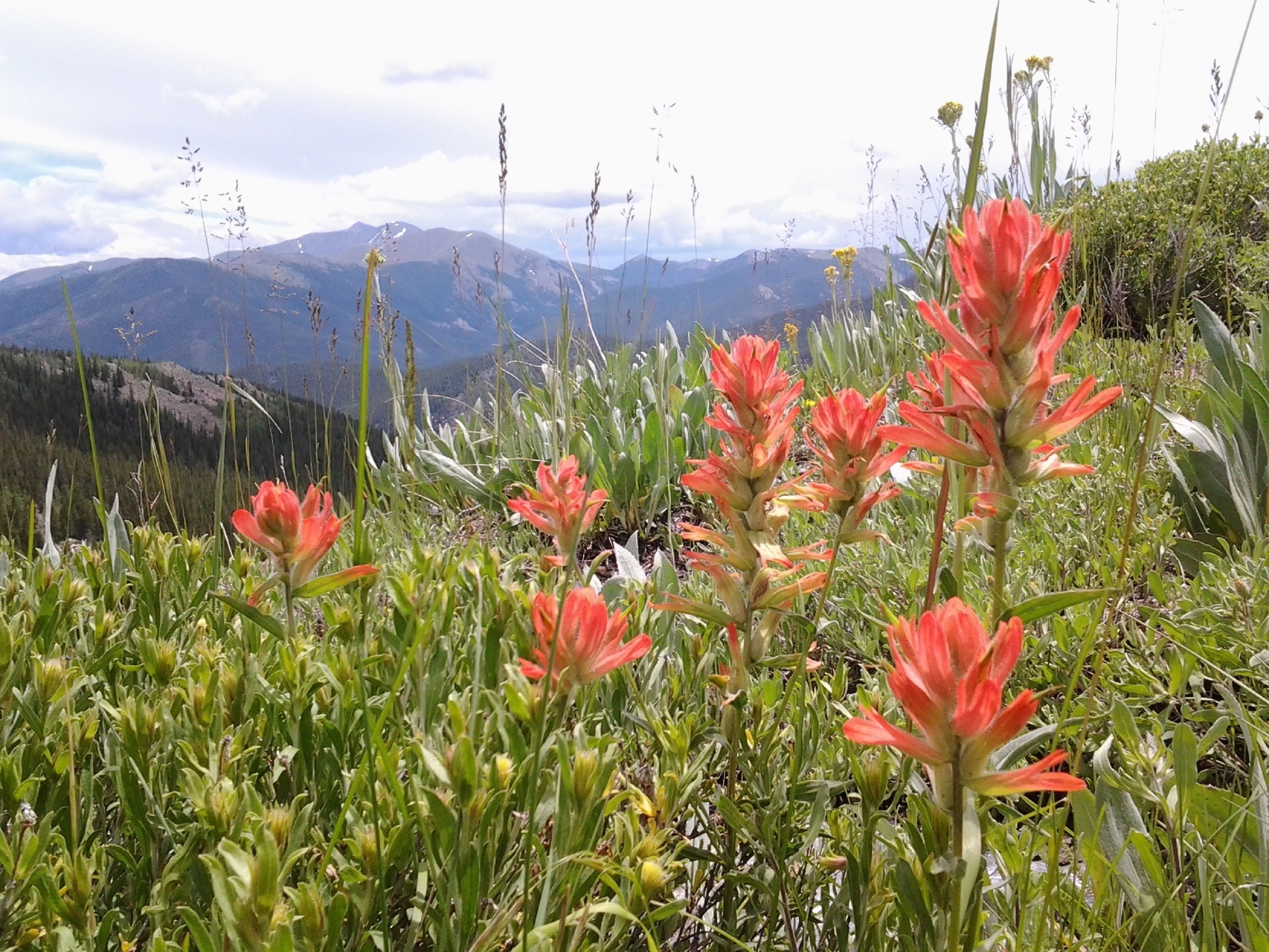 A mountainous landscape with red flowers in the foreground and mountains in the background.