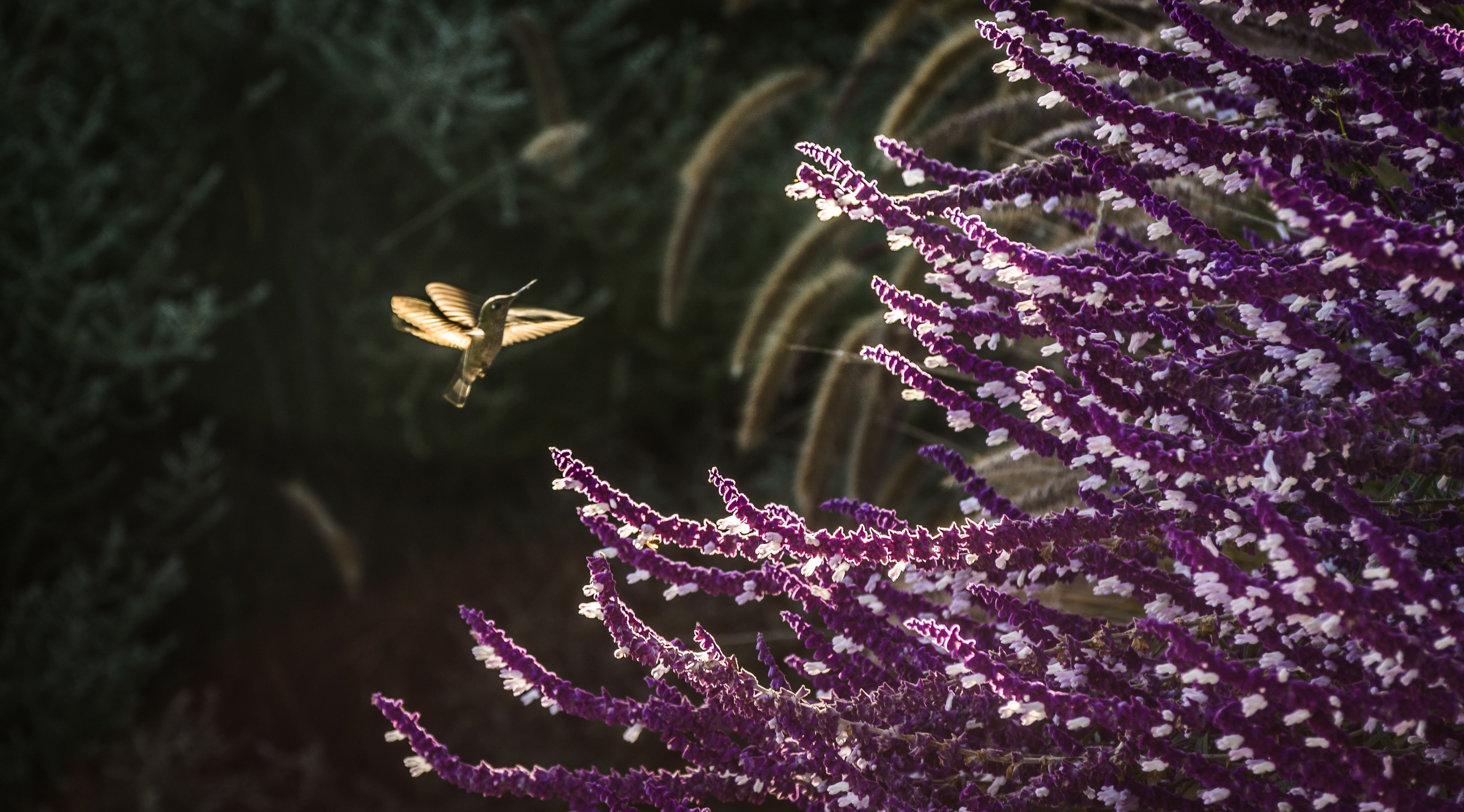 A bird in flight near purple flowers.