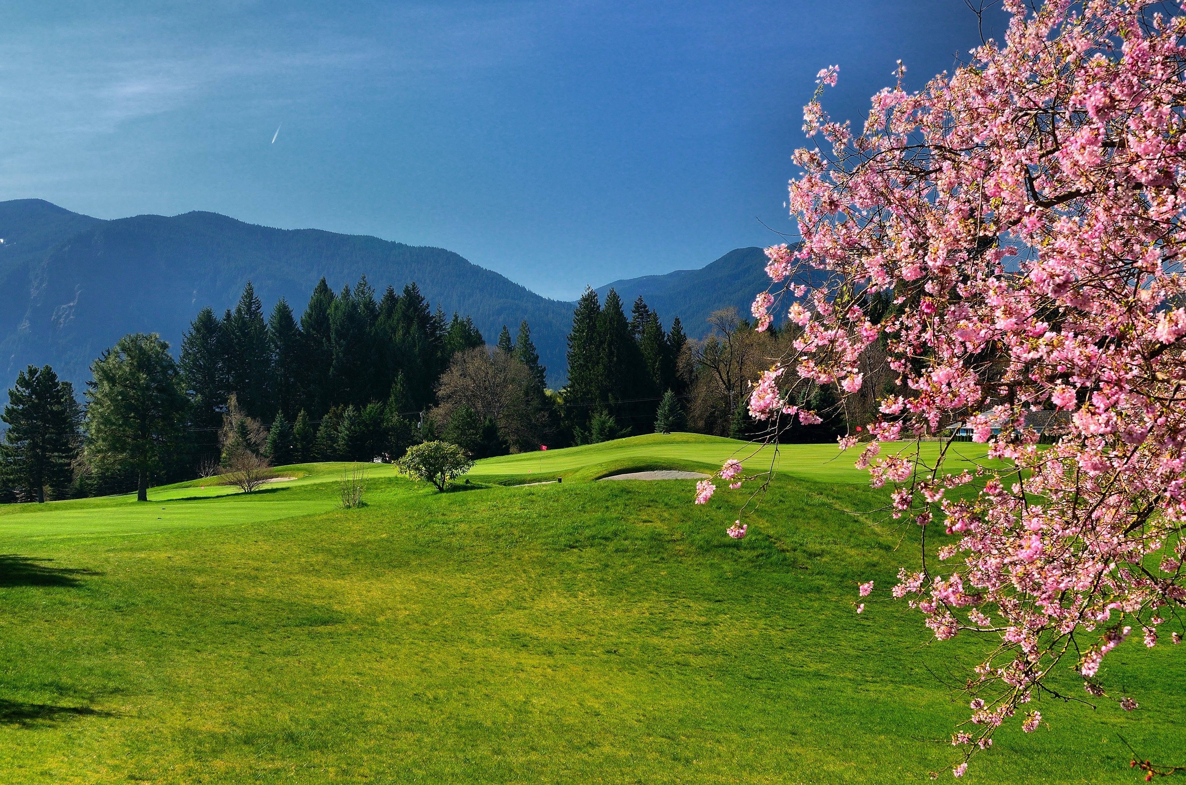 A golf course with a clear view of the surrounding mountains and a cherry blossom tree in the foreground.